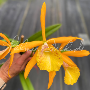 Bc. Golden Glory — Palmer Orchids